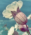 cliff-flower.jpg