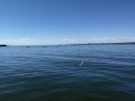 IMG_20200705_152502.jpg