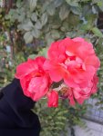 20200715_182913.jpg