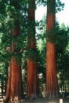 Sequoia.jpg