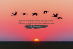 YDphoto-1126384.png