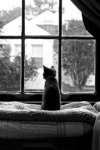 296686a73dcc17fc7864304776b07b2e--window-bed-window-panes.jpg