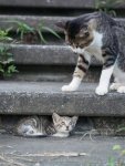 5c1d7d66d49a4bce2ef38deef3ab7728--mothers-adorable-animals.jpg