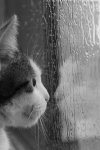 ad38f496ec035fab4682524d73c7389f--love-rain-rain-fall.jpg