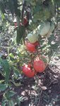 20200914_105223.jpg