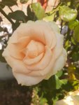 20200918_125205.jpg