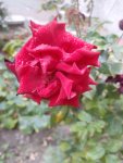 20200921_173531.jpg