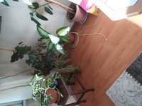 IMG_20230119_130333.jpg