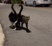 Tumblr_l_259091243850972.gif
