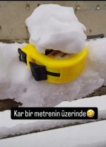 img_2_1741353933254.jpg