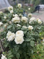 IMG_0058.jpeg