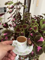 IMG_0323.jpeg