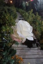IMG_20251120_204838.jpg