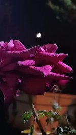 IMG_20251126_204400.jpg