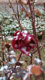 IMG_20260122_125028.jpg