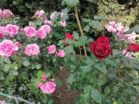 IMG_20260528_190525.jpg