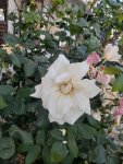 20201005_084125.jpg