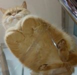 tumblr_1b28eef3bd17b0a1b1edeede4012df21_7db47392_1280.jpg