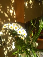 IMG_20201108_123647.jpg