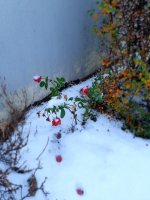 20201201_120756.jpg 20201201_120756.jpg