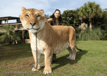 liger.png