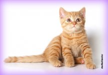 güzel-kedi-resmi.jpg