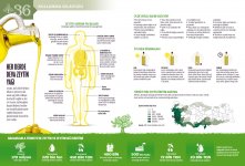zeytin-infografik.jpg