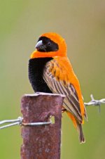 orange_weaver_clip_image004_0000.jpg