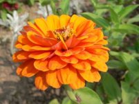 natur-bilder-blumen-blumenfotos-naturaufnahmen.jpg