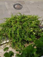 IMG_20210518_103108.jpg