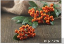 posterler-pyracantha-firethorn-yesil-yapraklari-ile-turuncu-meyveler.jpg