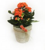saksida-turuncu-kalanchoe-kc611090-1-1.jpg