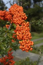 flower-1735350_640.jpg
