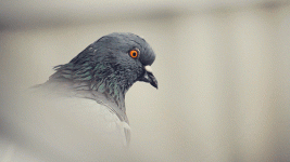 tumblr_7469e8ba01382e11c3f7264db9b6681b_5bcad525_2048.gif