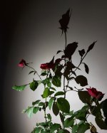 20210613_224959.jpg