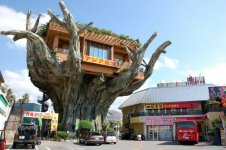 Okinawadaki-Agac-Restoran-2.jpeg