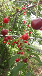 IMG_20210704_162554_470.jpg