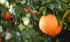 reife-orange-beregnen-457074637-istock.jpg