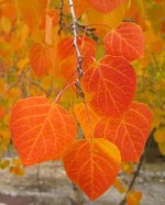 orange-aspen-leaves.jpg