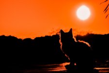 sunset-gd4dbe45ea_1920.jpg