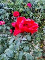 P11016-180919.jpg