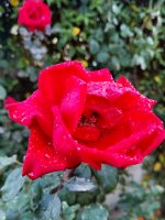P11016-180917.jpg