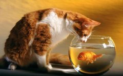 white-and-orange-cat-looking-down-on-a-fish-bowl-with-goldfish-duvar-kagidi-58929_L.jpg