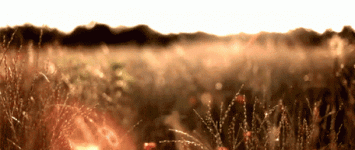 s-a9fc33347201390f3f771cf44314b9a8e459dc2c.gif s-a9fc33347201390f3f771cf44314b9a8e459dc2c.gif