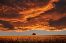 tree-736875.jpg