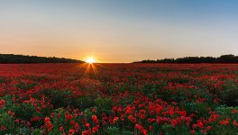field-sunrise-maki-wallpaper-preview.jpg