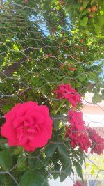 22727E2D-CC7E-46DD-ADD8-50D1C8036D16.jpeg