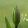 OkuKalem