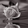 su_damlasii