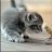 umutumut